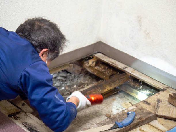 Best Mold Remediation  in Cortland, NY