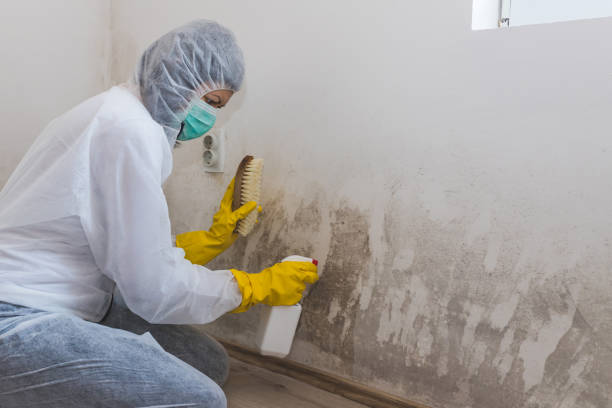 Best Mold Testing  in Cortland, NY