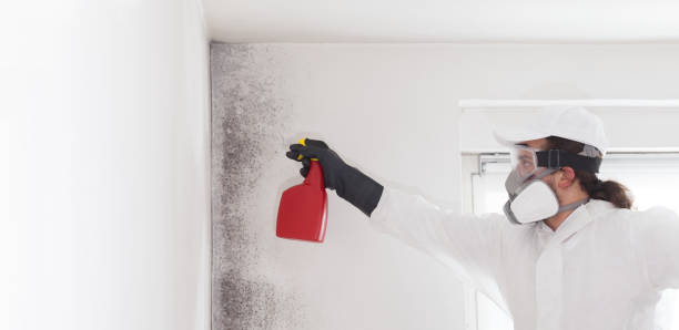 Best Home Mold Removal  in Cortland, NY