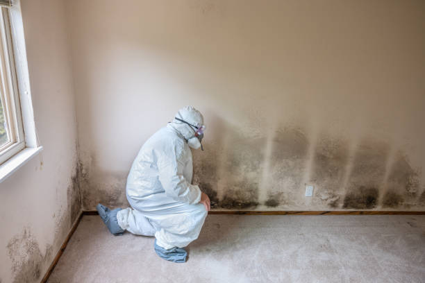 Best Mold Remediation  in Cortland, NY