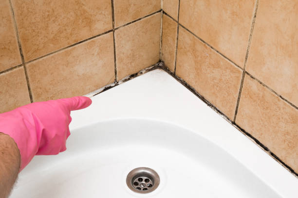 Best Toxic Mold Removal  in Cortland, NY